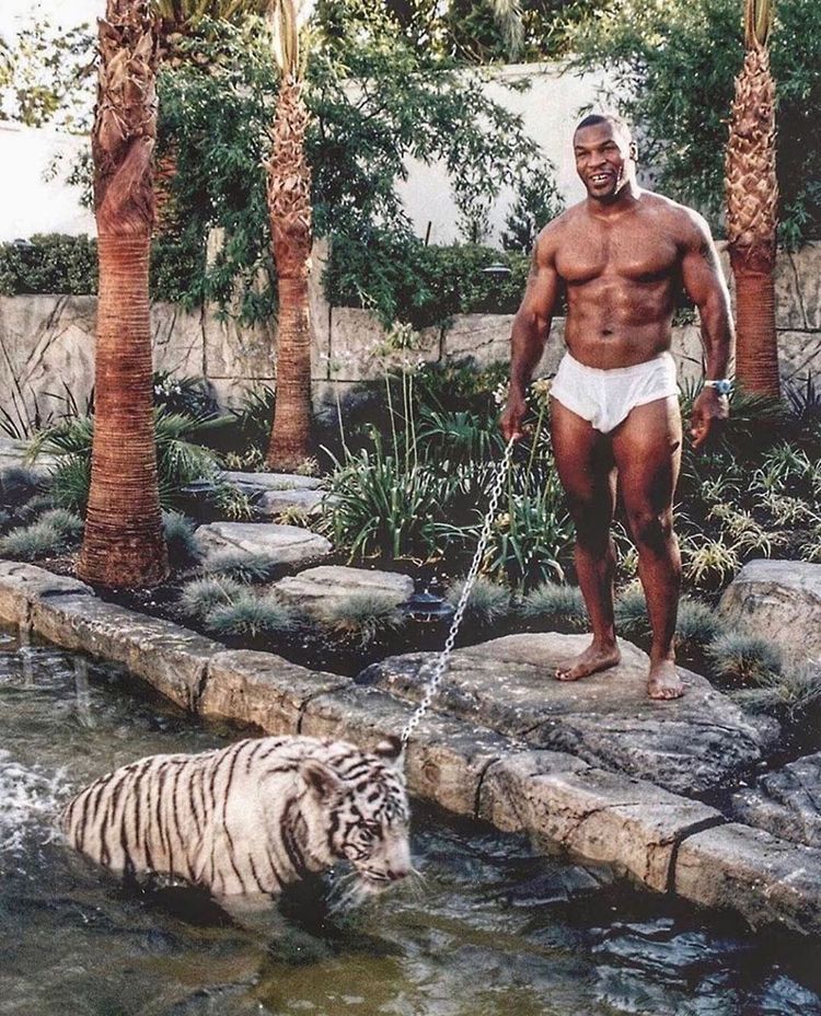 wallpaper mike tyson
